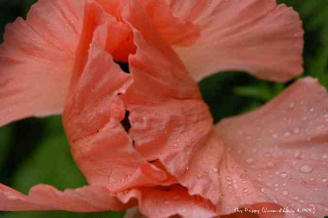 ../Images/Shy Poppy.jpg